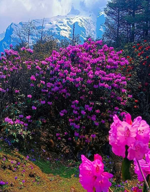 lachung-flower-valley