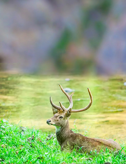 kitam-wildlife-sanctuary