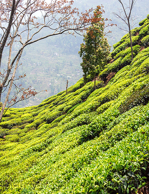 tea-plantation-darjeeling